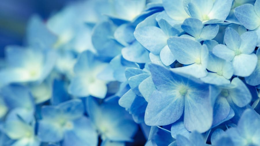 A photo of Spring Fertility