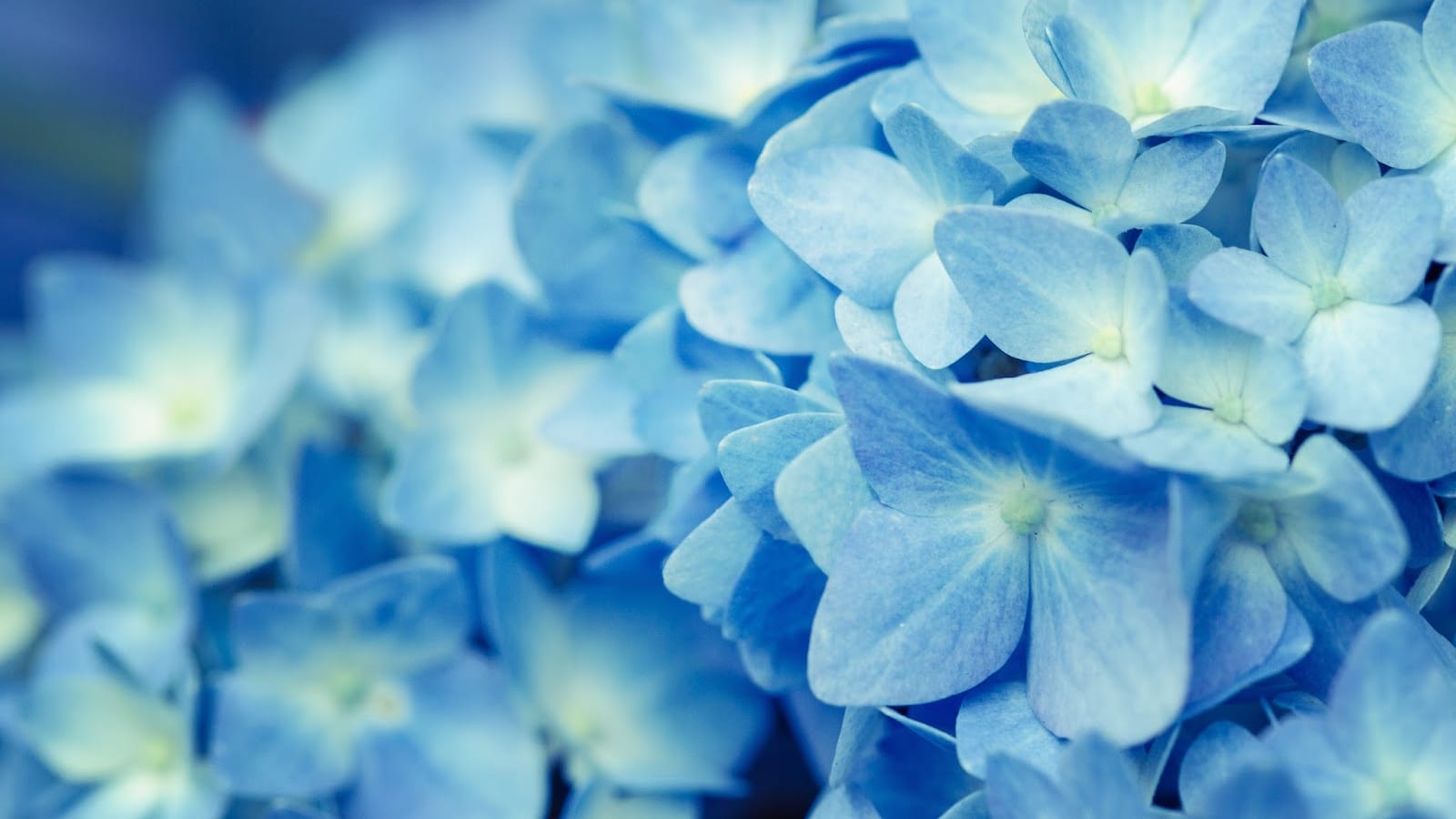 Spring Fertility photo