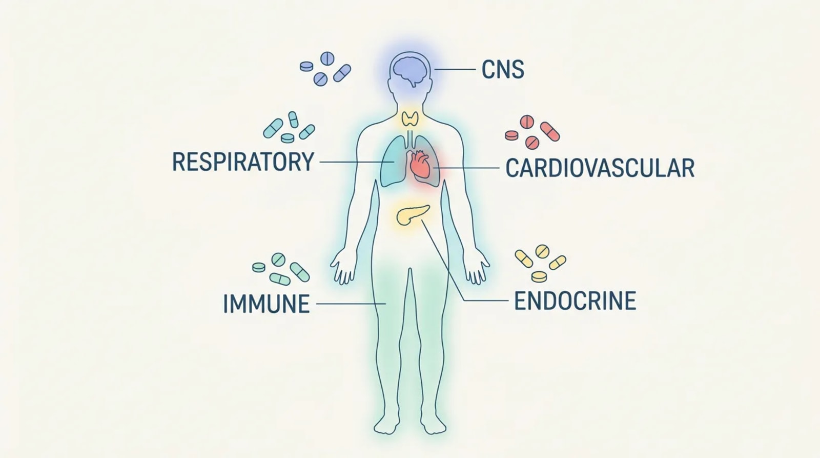 Human body silhouette mapping NCLEX drug classes to the body system they act on: cardiovascular at the heart, respiratory at the lungs, CNS at the brain, anti-infectives as a whole-body immune zone, and endocrine at the pancreas and thyroid