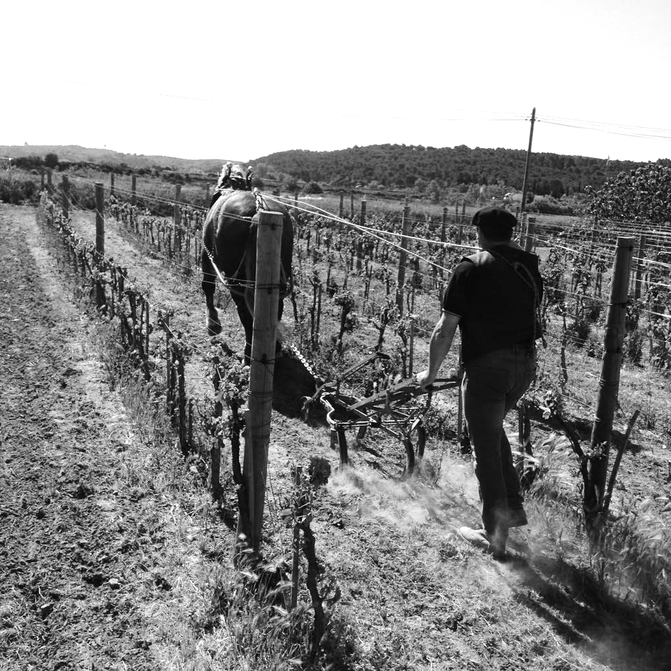 cheval dans les vignes