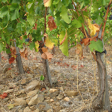 vignes