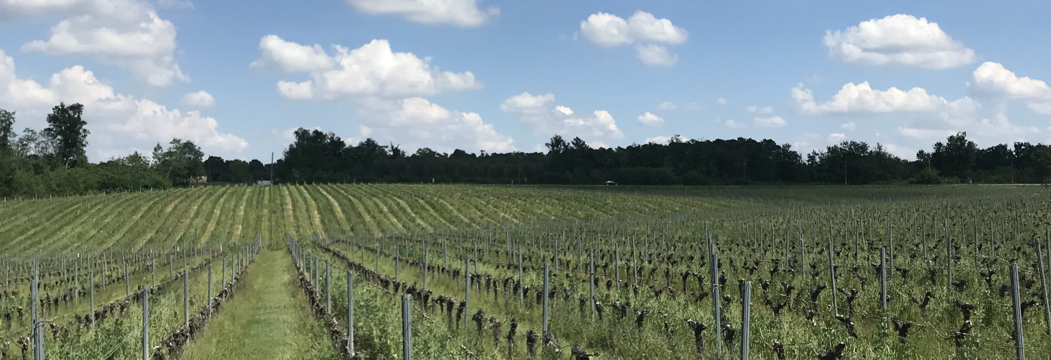 vignes vallée