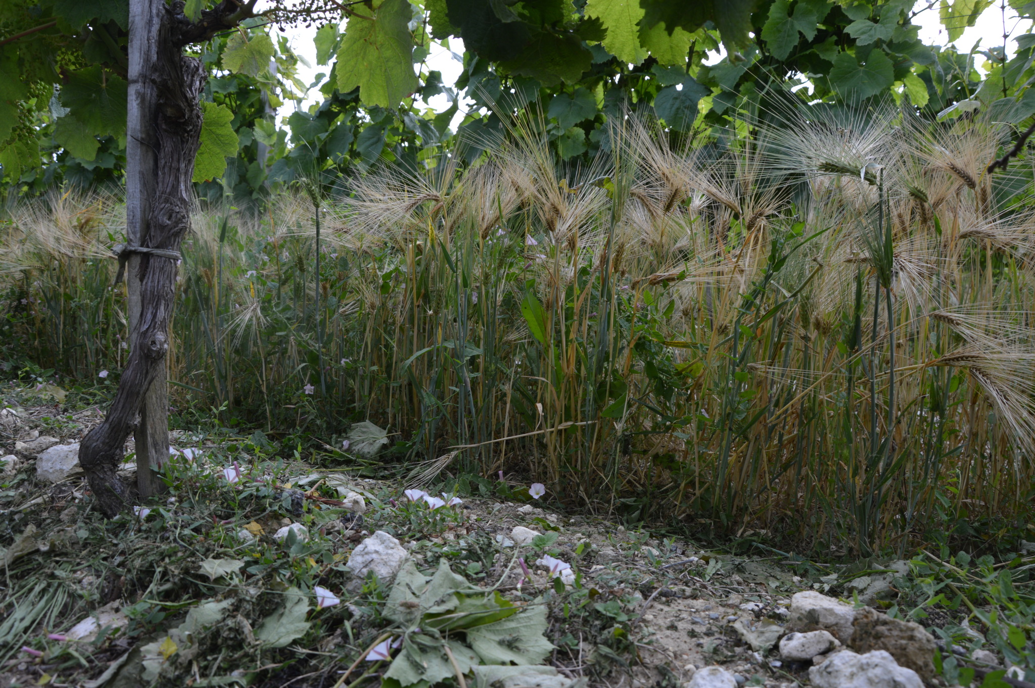 Travail du sol en agriculture biologique