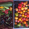 image_thumb_TERRE ET BÂTI AU POTAGER ENHERBÉ