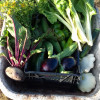 image_thumb_Jardin participatif pour épicerie solidaire La Croûte de Pain