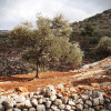 image_thumb_Enfance Palestine : apprendre le français au Patriarcat Latin