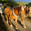 image_thumb_Four Hooves Farm