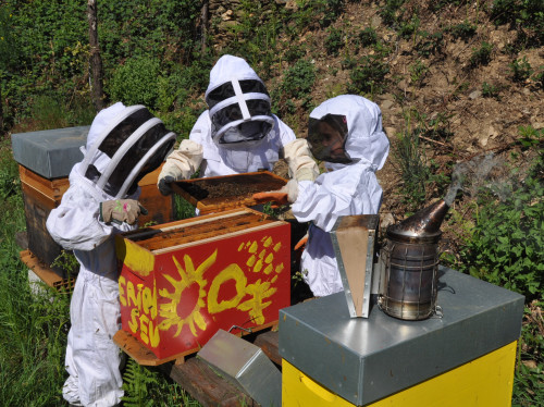 Abeilles en classe - CAR ELLES BUTINENT