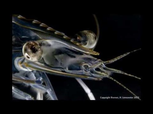 Valorisation de l'aquaculture locale en Polynésie française