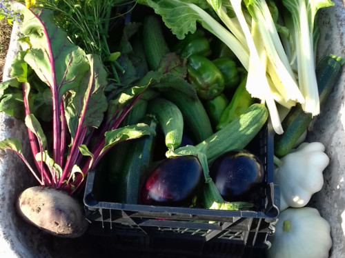 Jardin participatif pour épicerie solidaire La Croûte de Pain