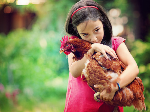 Des poules et des enfants - JCE CARCASSONNE