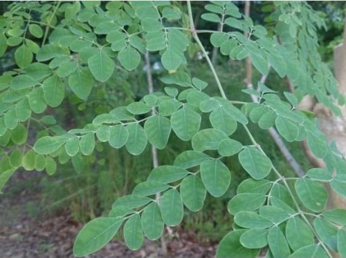 MORINGA