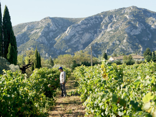 Achat de Foudres Alsaciens pour elevage et vinification de vins blancs