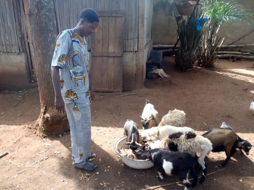 Etude d'impact sur le microcrédit animal au Togo et Bénin