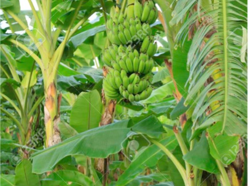 Hadassa Production
