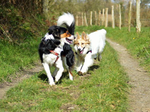 Superdog, des activités qui ont du chien !