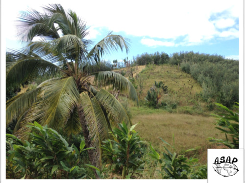 Organic and sustainable Oil Palm Village Plantations in Madagascar