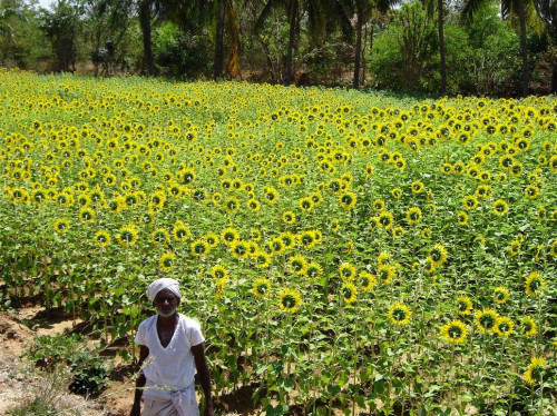 La bio-agriculture chez des chasseurs professionnels de serpents en Inde...