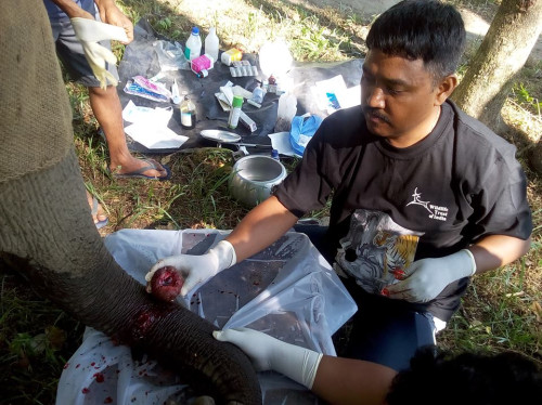 Aider un centre de soins vétérinaires pour les éléphants indiens, les rhinocéros unicornes et les ours asiatiques.
