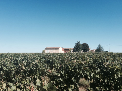 The new organic premium cuvée
