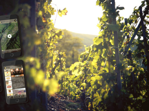 Condrieu, a new way to experience wine from exceptional vineyards to digital vineyards