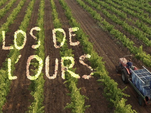 Planting with "selection massale" method
