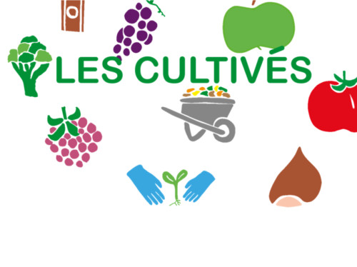 Les cultivés