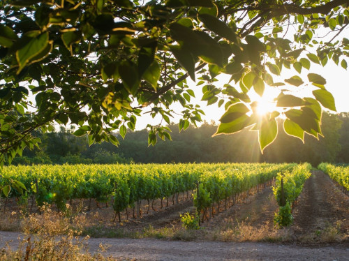 Fondation La Castille, adoptez un pied de vigne !