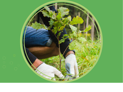 Un arbre, une forêt