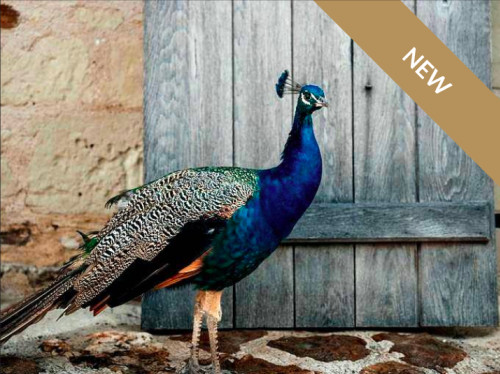 DOMAINE PAON PERCHÉ