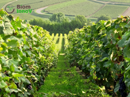 Biom Innov