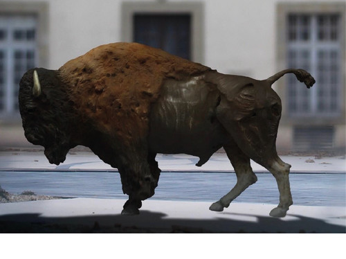 Un bison pour Brive