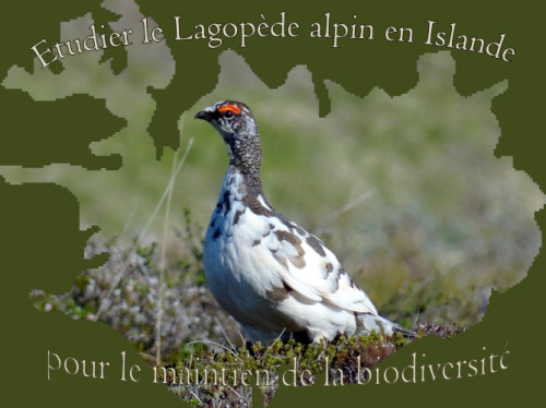 Etudier un oiseau en Islande
