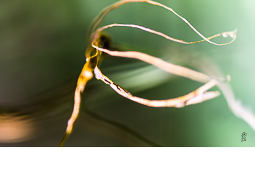 DANSE AVEC LA NATURE, L'EXPOSITION