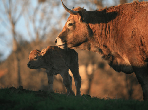 LA FERME COLLECTIVE DU PRE GRAND EN AVEYRON
