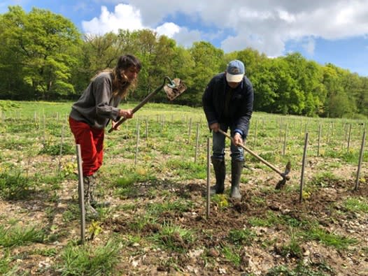 Vignoble en Île-de-France