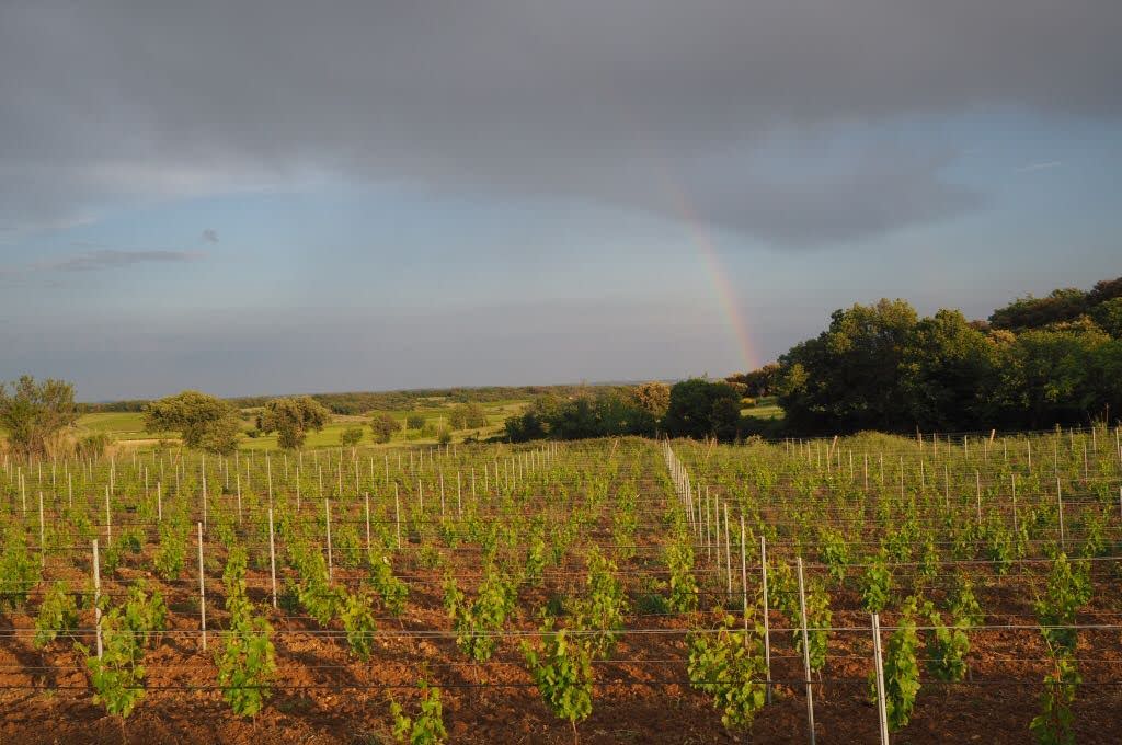 Vignes