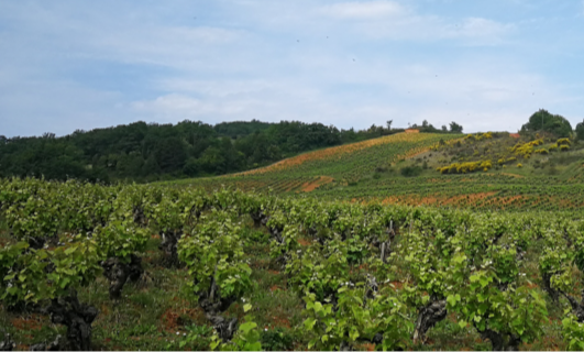 Les vignes