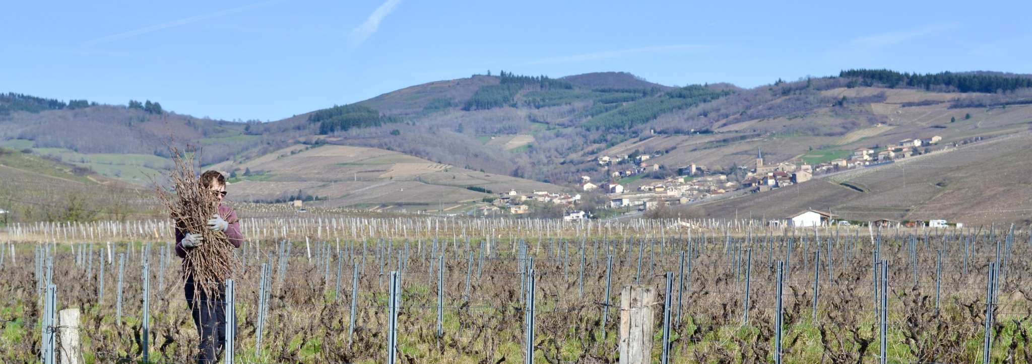 Paysage vignes