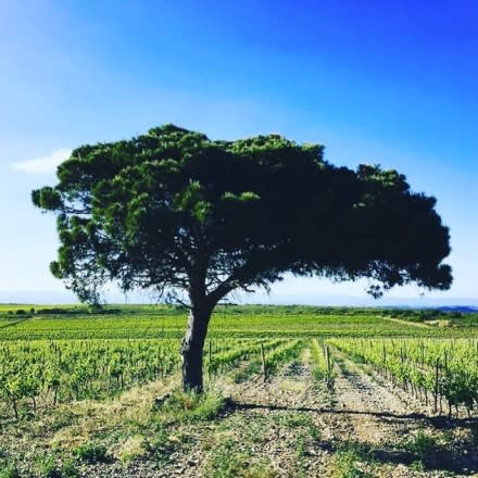 Appellation Protégée La Clape