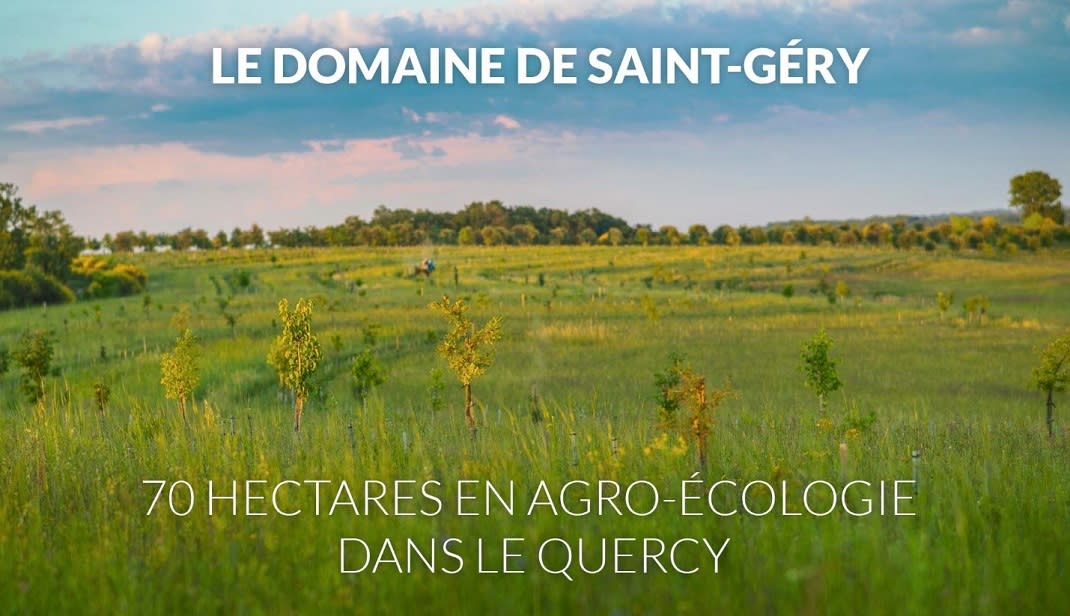 vignes en agro-écologie