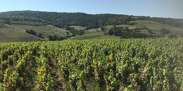 vigne vallée