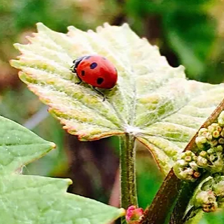 coccinelle