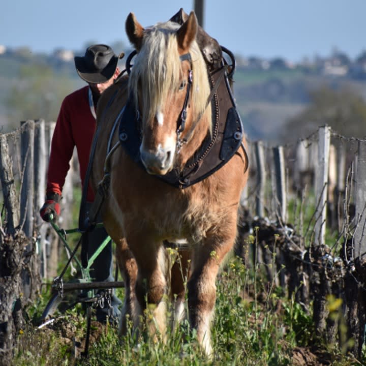 cheval dans les vignes