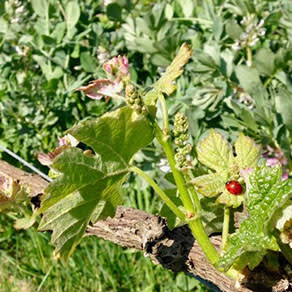 feuilles vigne