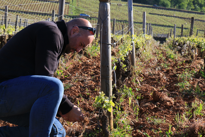 Arnaud Boué Vignes