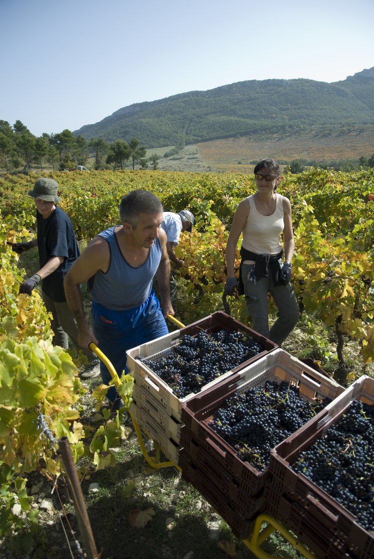 Vignoble Chêne Bleu