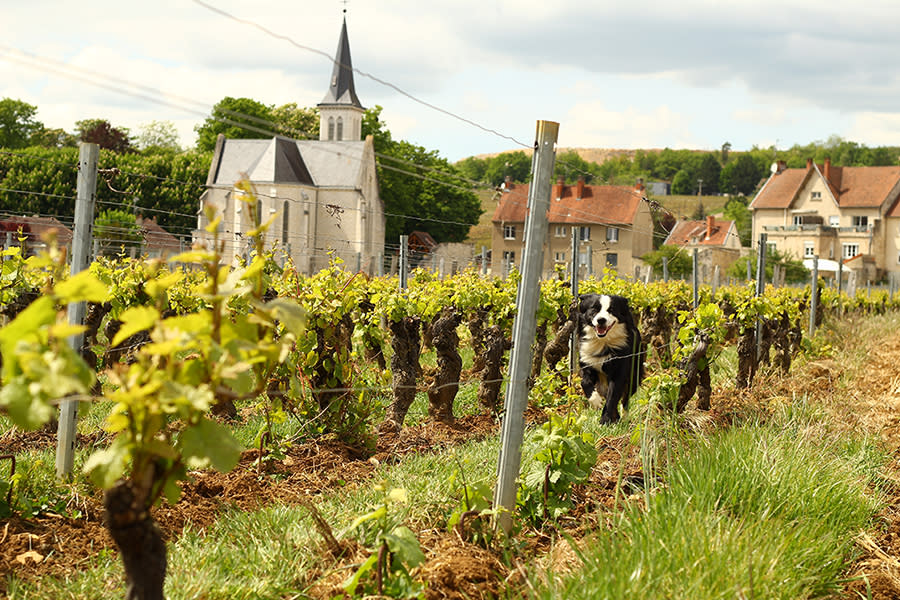 paysage vignes