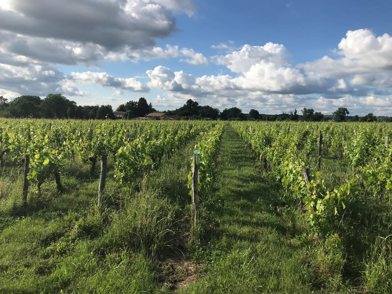 Vignes du Château Cazebonne