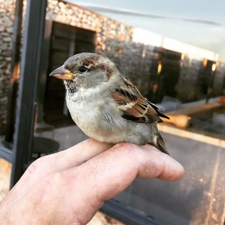 oiseau sur le vignoble